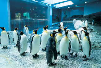 Nagasaki Penguin Aquarium