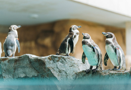 ペンギン水族館