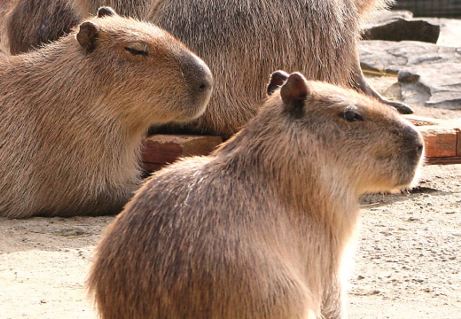 長崎バイオパーク