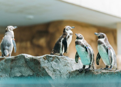 ペンギン水族館